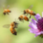 three bees flying with on a summers day.jpg