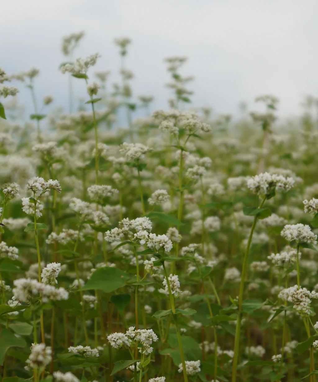 Buckwheat Kingwood Preston County Buckwheat Festival Ohiopyle Buckwheat Festival 2022