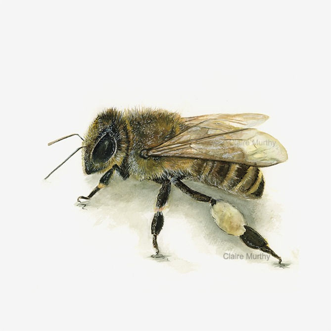Saffron Wildlife Studio Honey Bee Illustration