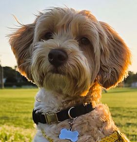 Imagem de um cachorro minigoldendoodle no parque. Esse é o Toby.