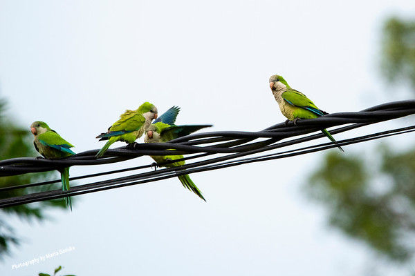 Monk Parakeet