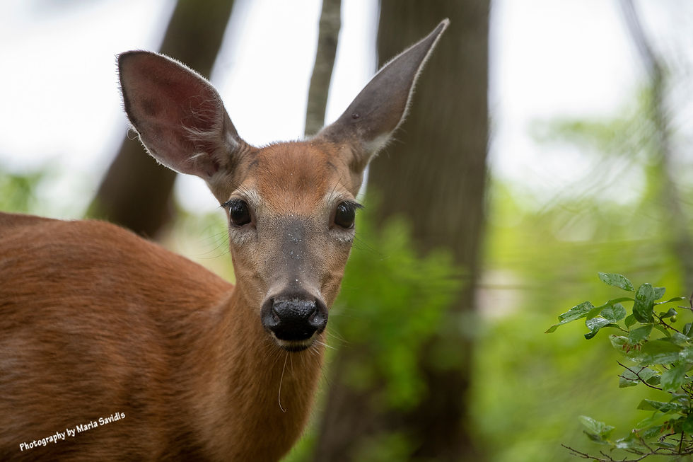 A deer I saw when I was walking back to the car to get a backpack
