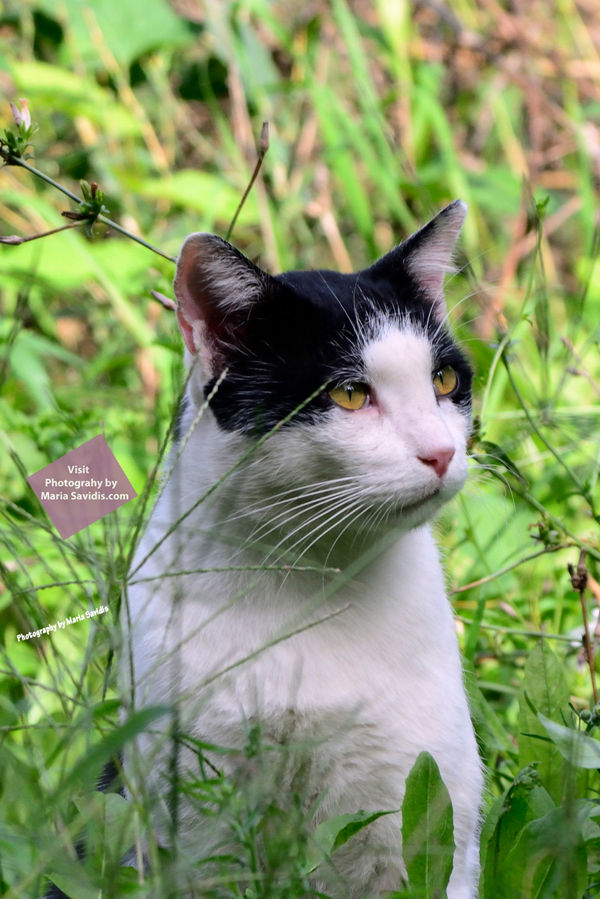 Cavtat Cat