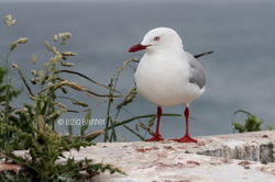 Dunedin - New Zealand