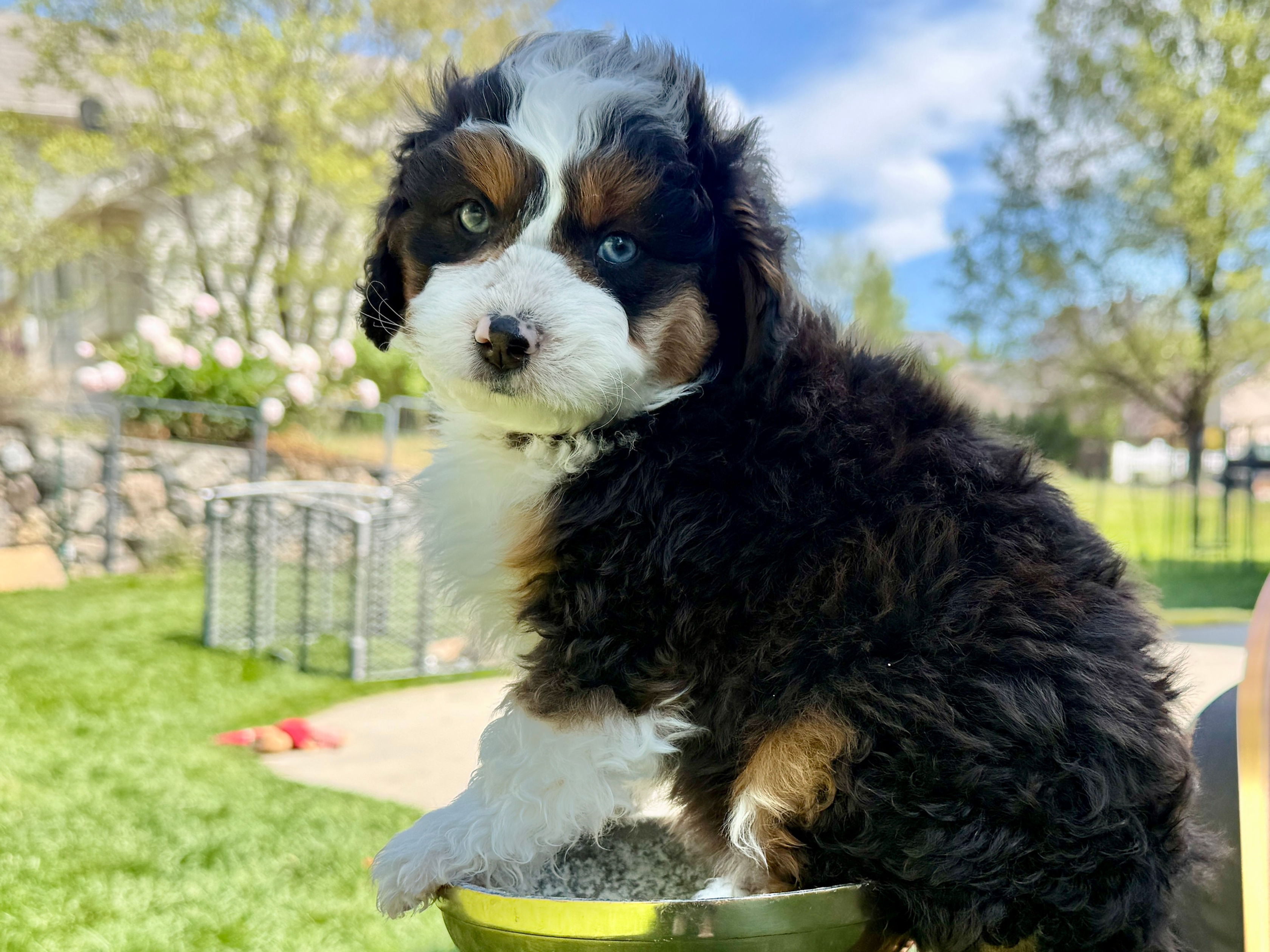 Onyx – (BLACK collar Boy -Tri-Color Mini Australian Bernedoodle)