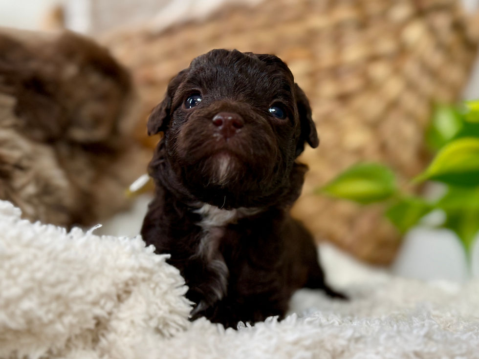 Thumbnail: Mocha (Yellow Girl - Aussiedoodle)