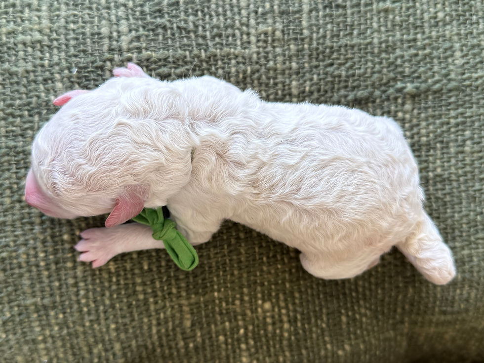 Thumbnail: Creme Brule (Green Girl - Aussiedoodle)