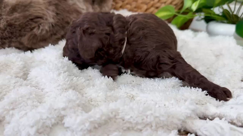 Thumbnail: Chocolate Swirl (White Girl - Aussiedoodle)