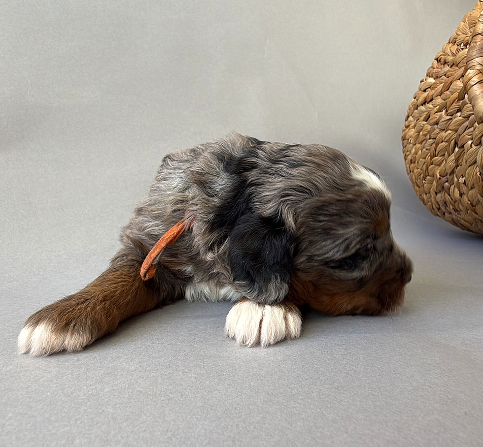 Thumbnail: Poppy (Orange Girl - Bernedoodle)