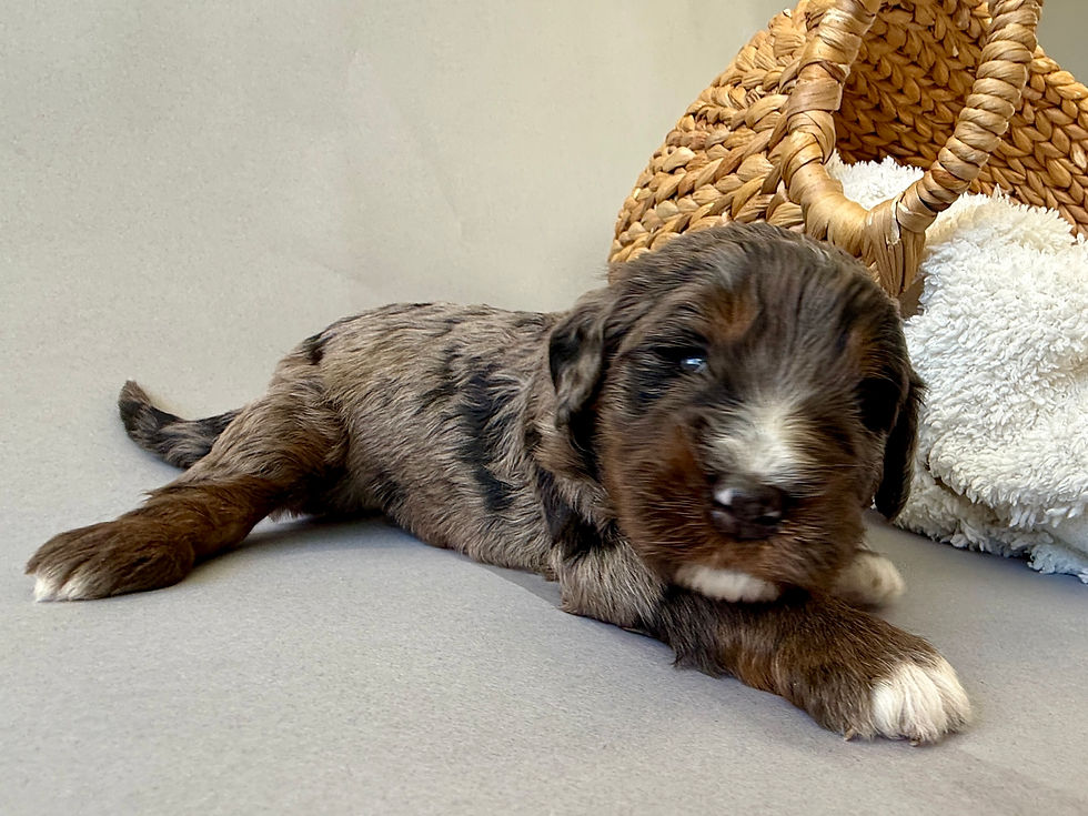 Thumbnail: Reed (Red Boy - Bernedoodle)