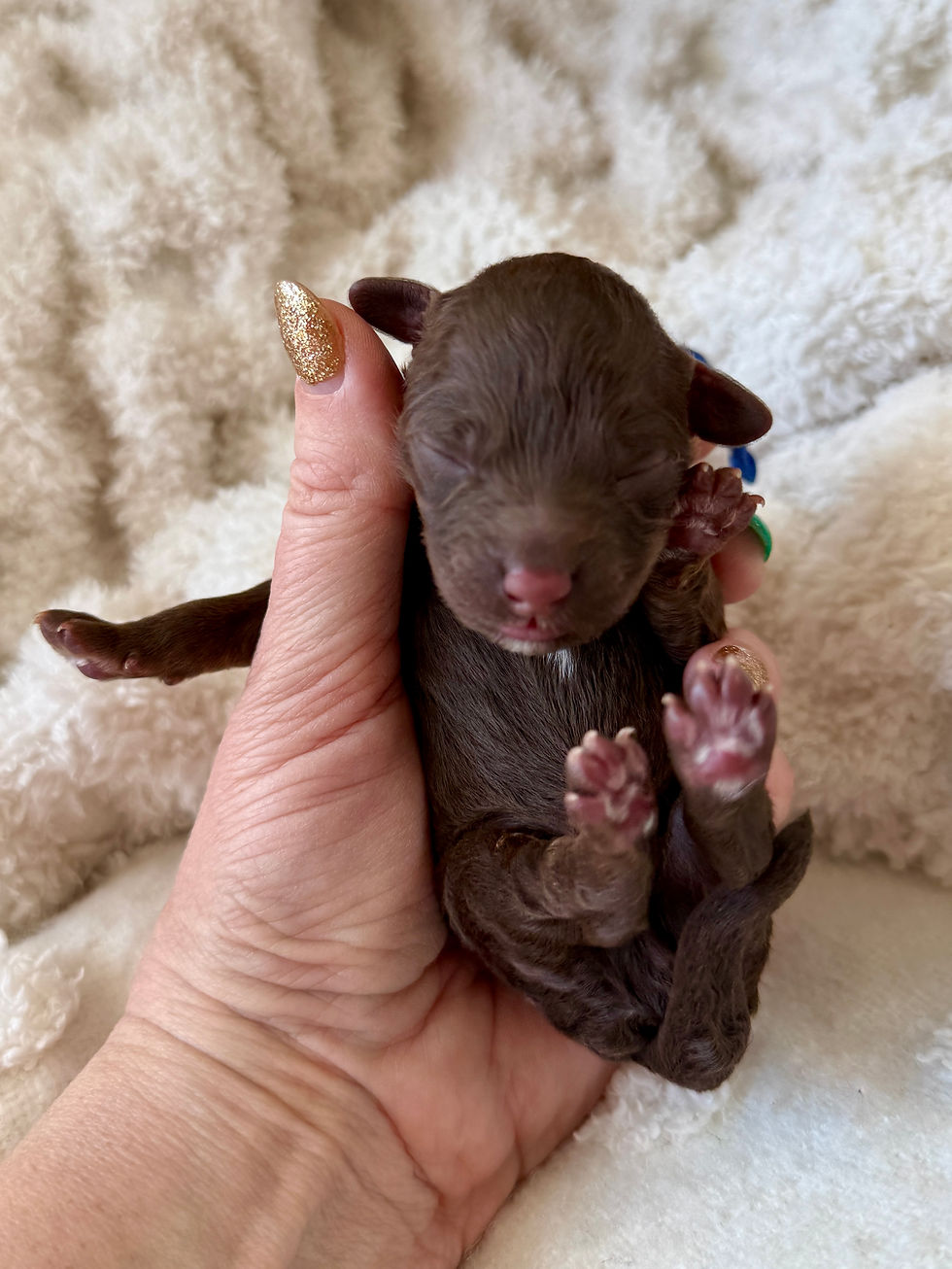 Thumbnail: Ganache (Blue Boy - Aussiedoodle)