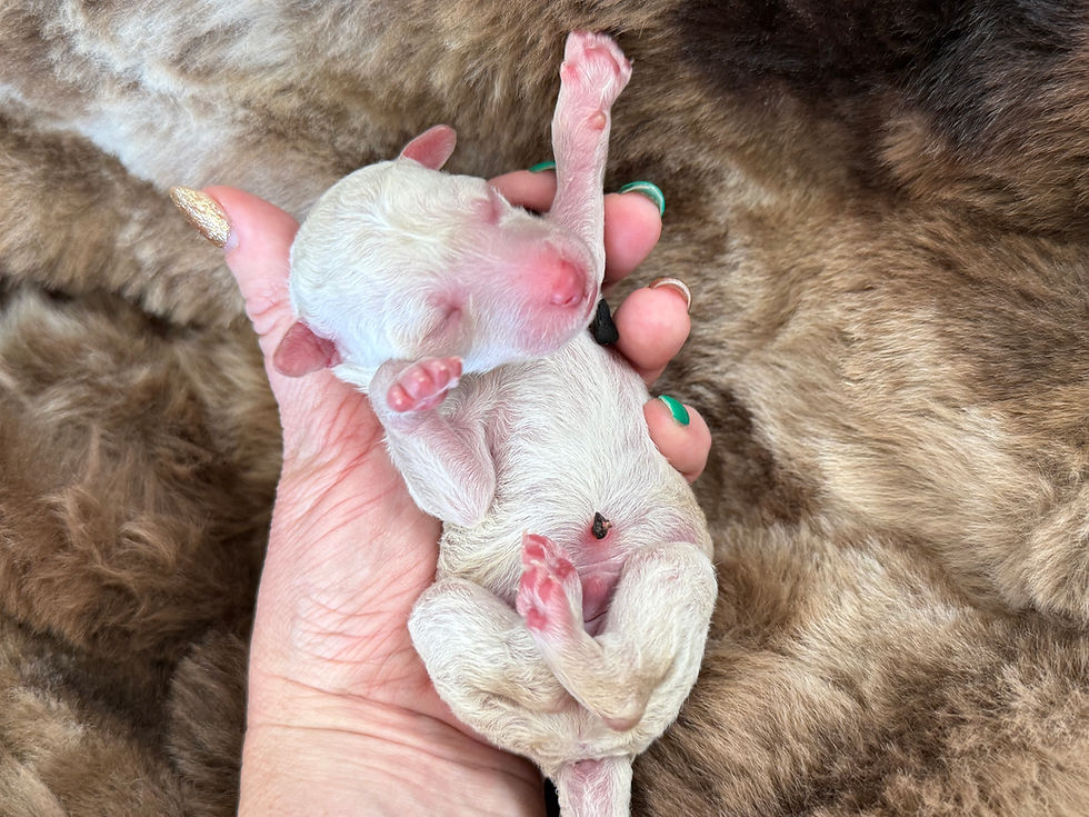 Thumbnail: Creme Brule (Green Girl - Aussiedoodle)