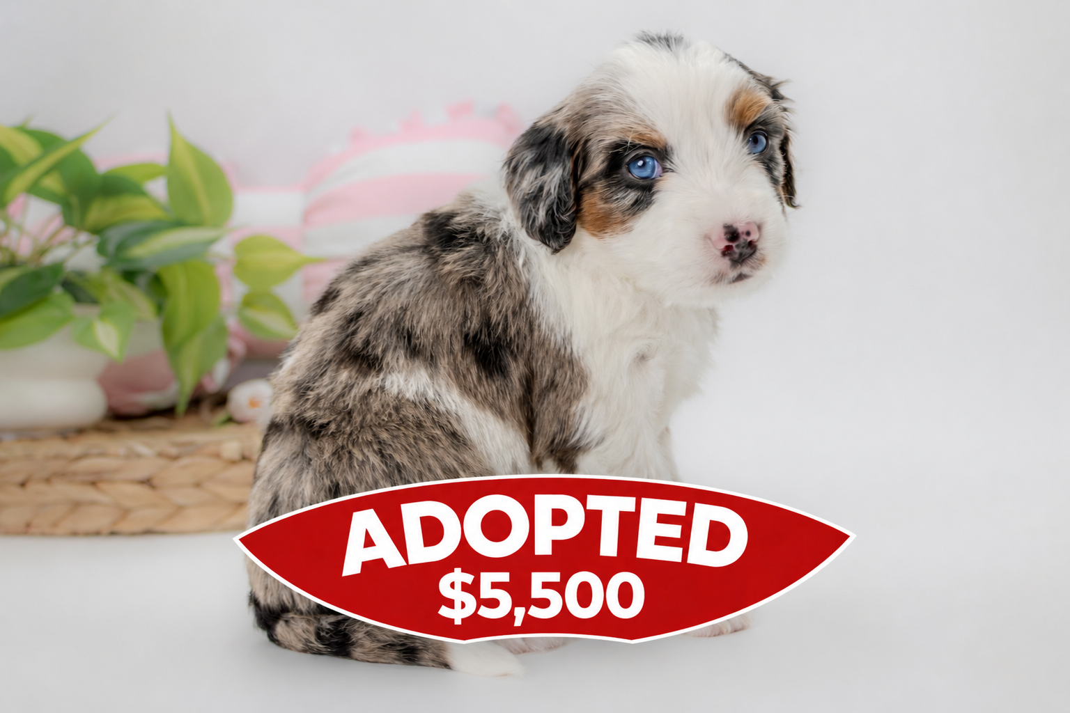 Jasper (BROWN collar Boy - Tri-color Merle Minni Aussie Mountain Doodle)