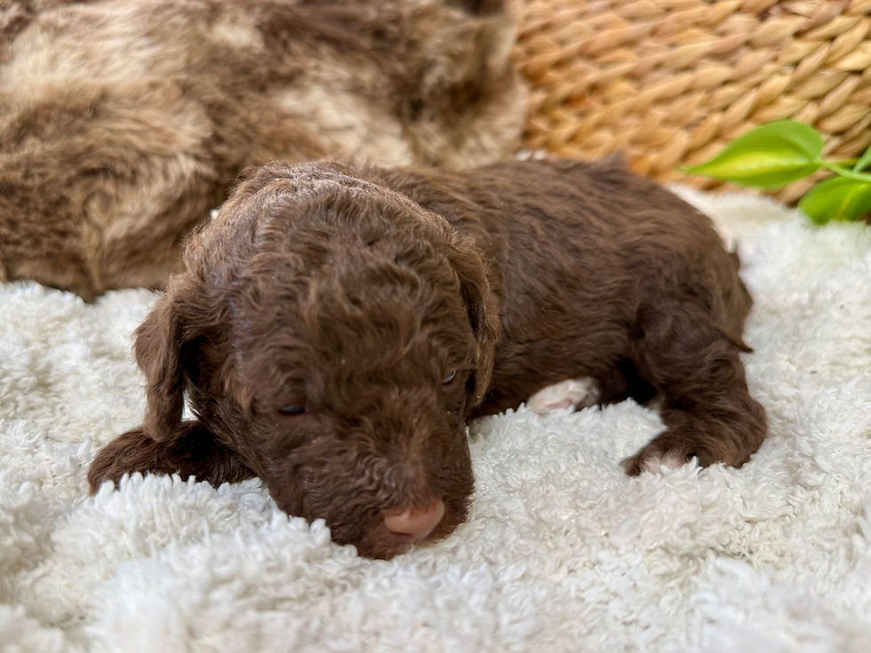 Thumbnail: Chocolate Swirl (White Girl - Aussiedoodle)