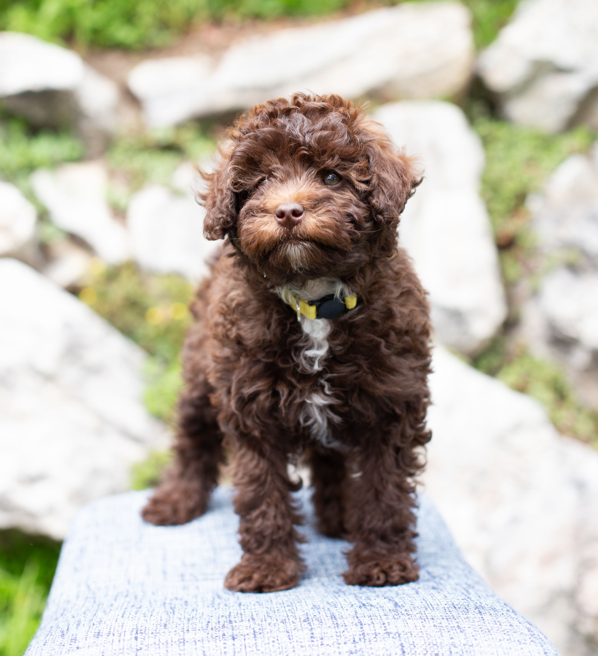 Mocha (Yellow Girl - Aussiedoodle)