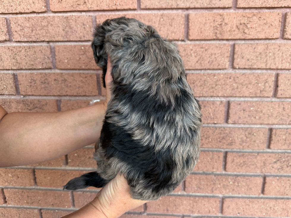Thumbnail: Reed (Red Boy - Bernedoodle)