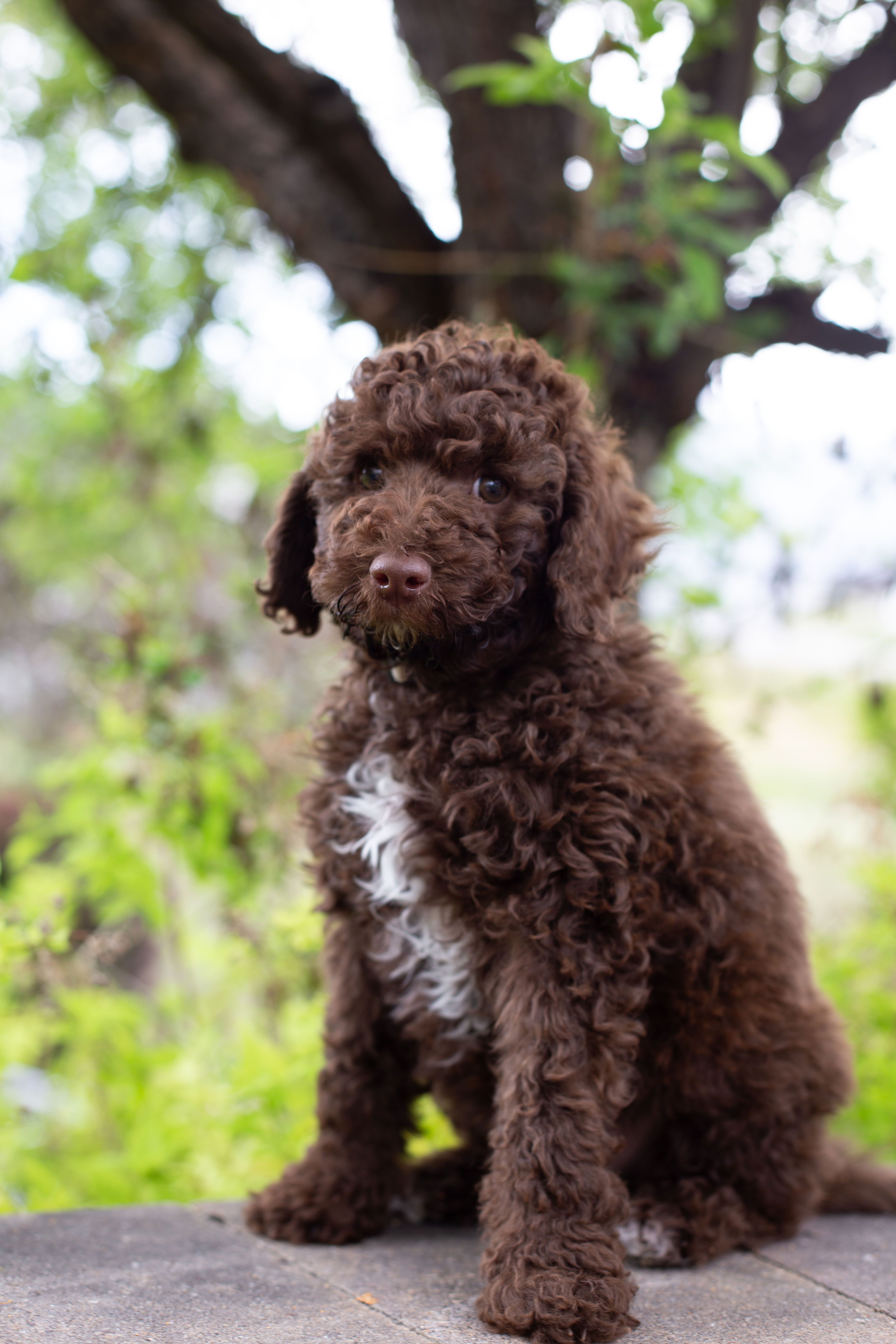 Chocolate Swirl (White Boy - Aussiedoodle)