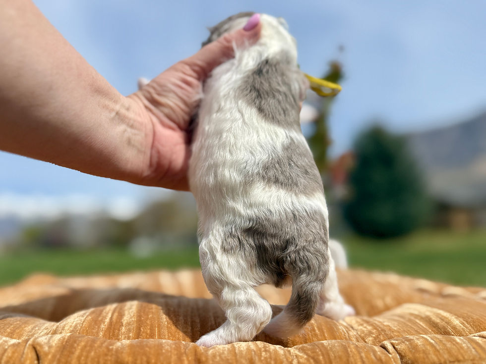 Thumbnail: Pepper (YELLOW Girl)