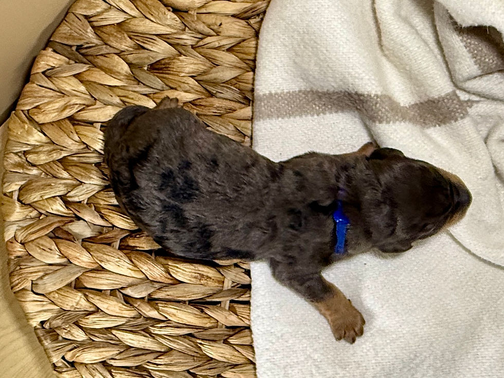 Thumbnail: Indigo (Blue Boy - Bernedoodle)