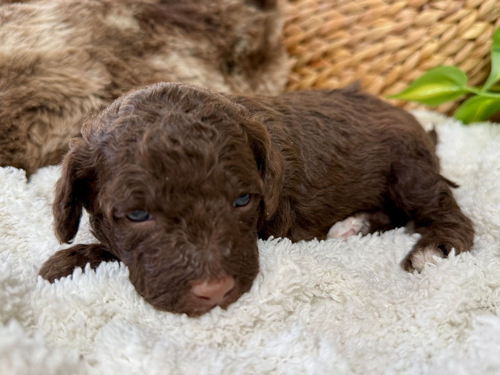 Thumbnail: Chocolate Swirl (White Girl - Aussiedoodle)