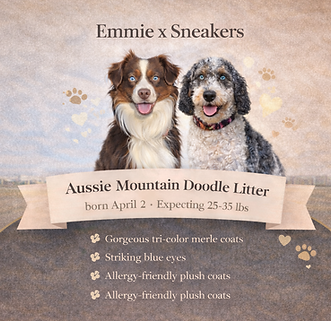 Aussie Mountain Doodle litter promo.png