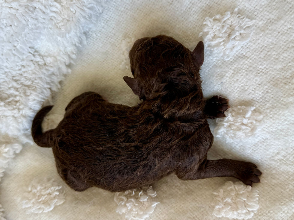 Thumbnail: Chocolate Swirl (White Girl - Aussiedoodle)