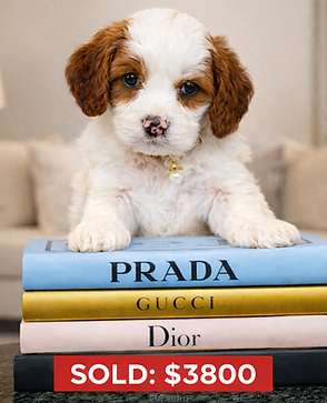 Replace Cavapoo Prada.png
