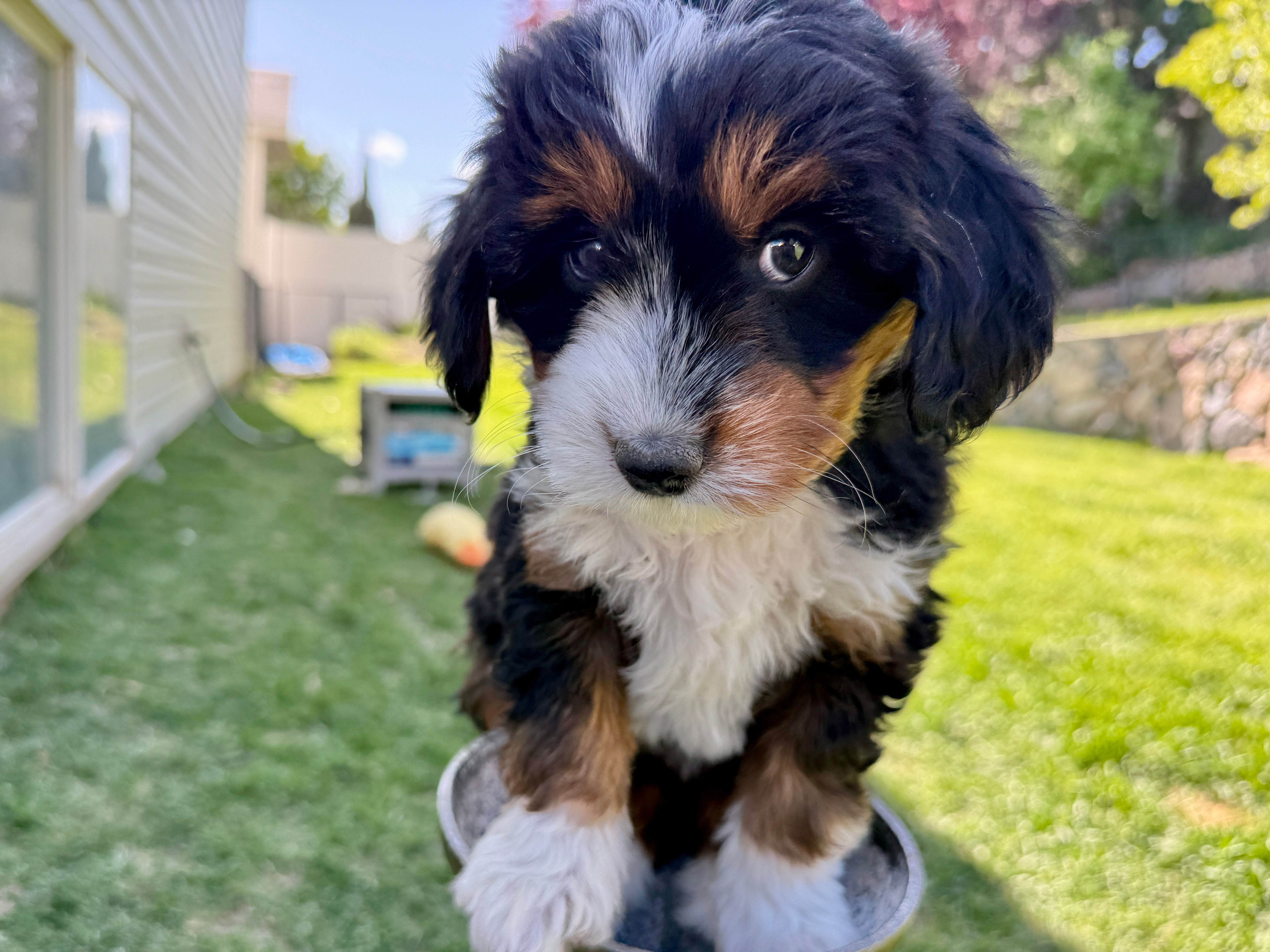 Sterling –(GRAY collar Girl - Tri-Color Mini Australian Bernedoodle)