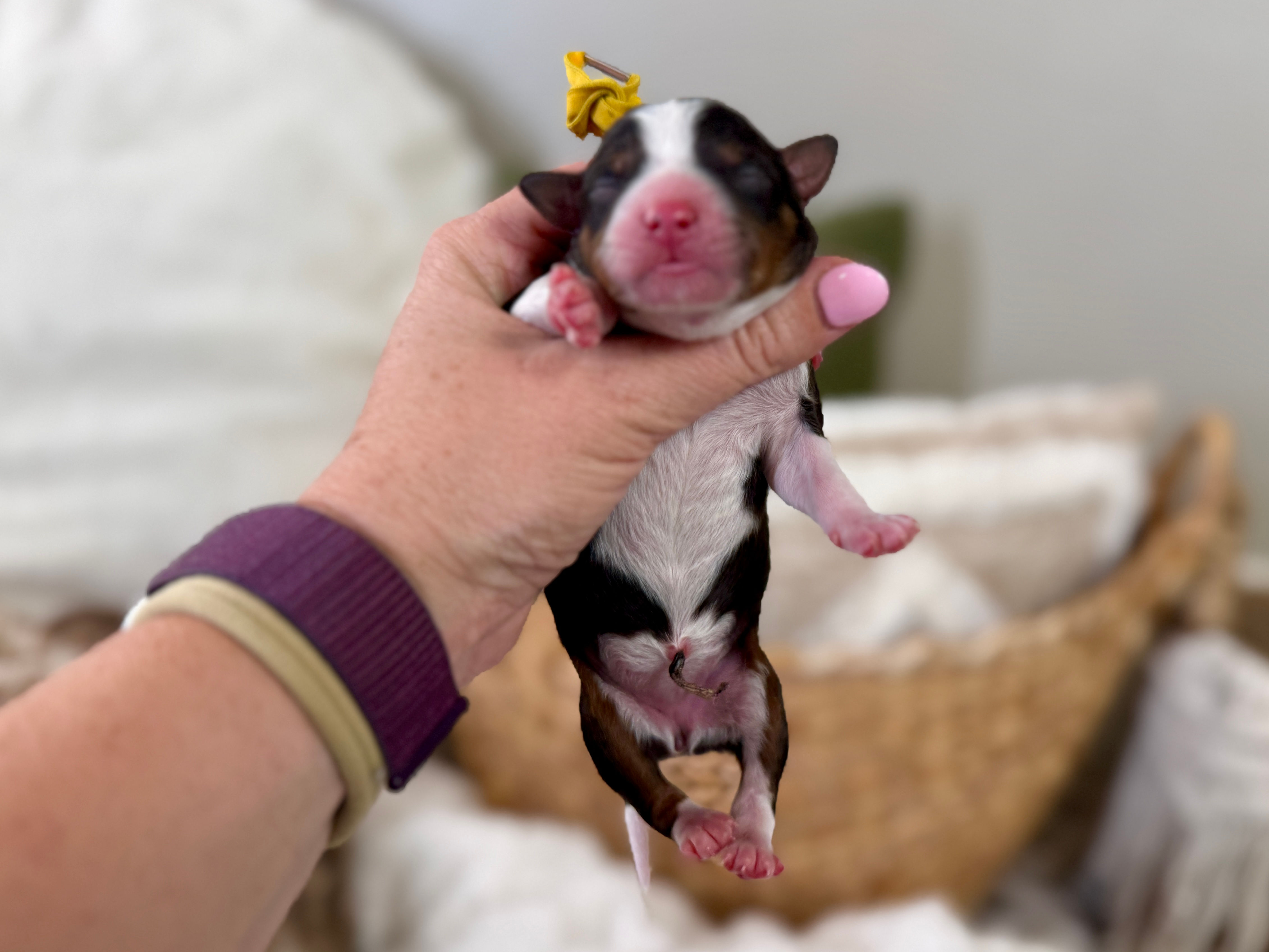 Topaz – (YELLOW collar Girl - Tri-Color Mini Australian Bernedoodle)