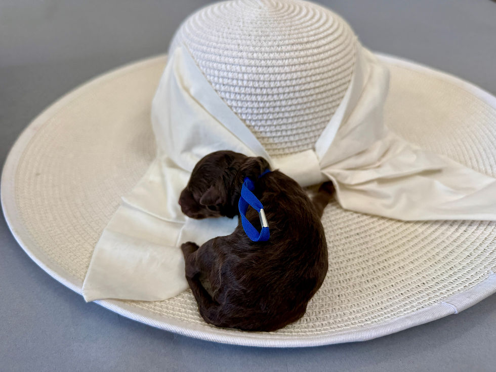 Thumbnail: Ganache (Blue Boy - Aussiedoodle)