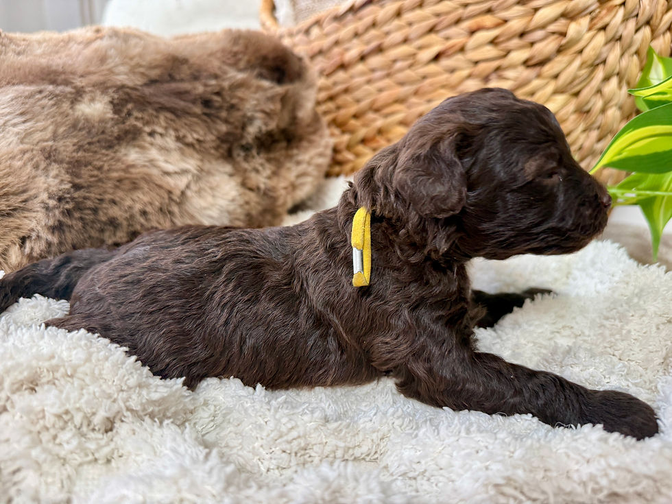 Thumbnail: Mocha (Yellow Girl - Aussiedoodle)