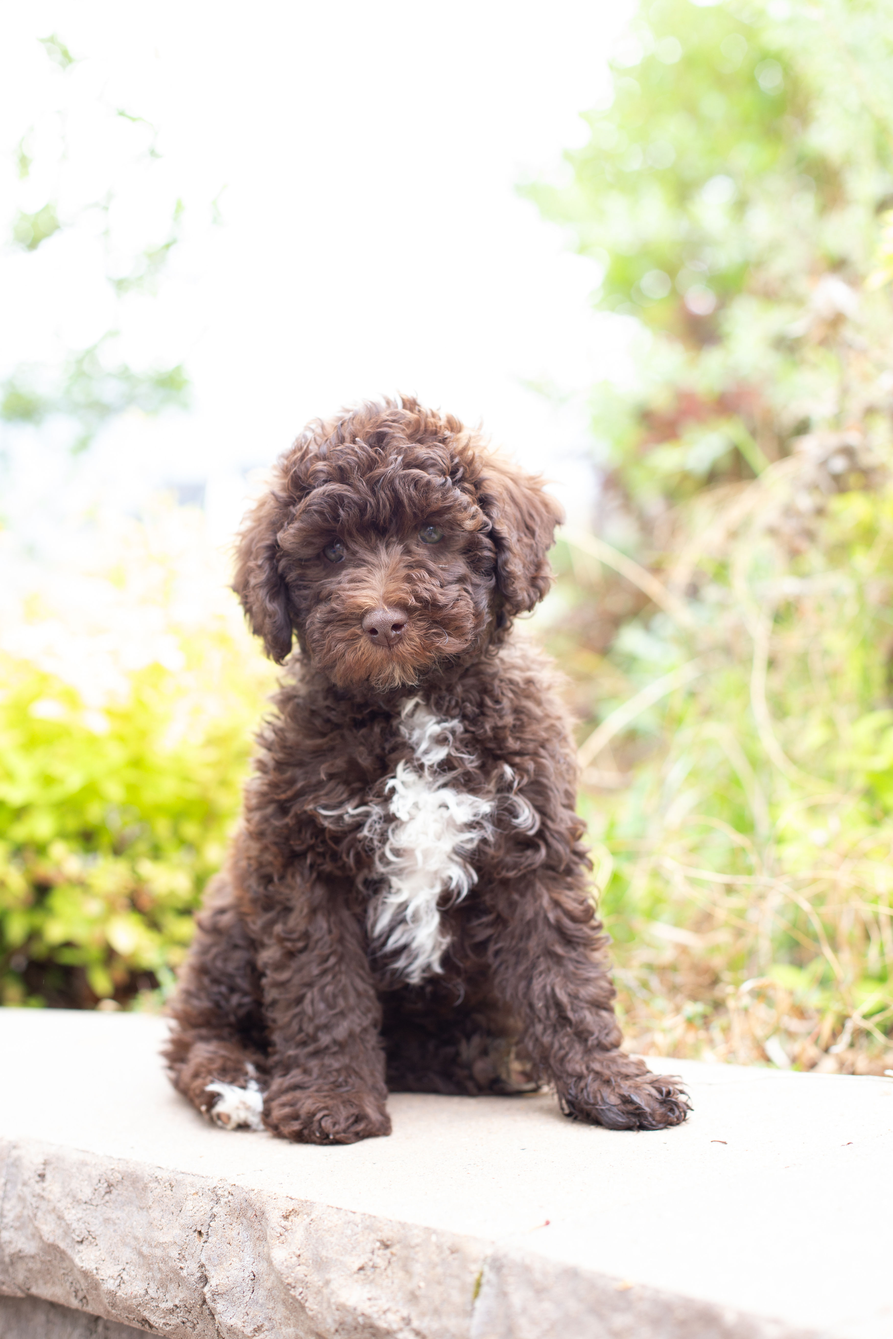 Lava Cake (Gray Boy - Aussiedoodle)