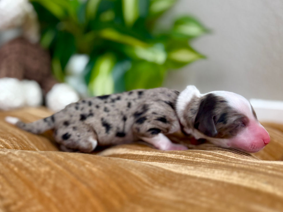 Thumbnail: Rosalite (MAGENTA collar Girl - Merle Tri-Color Mini Australian Bernedoodle)