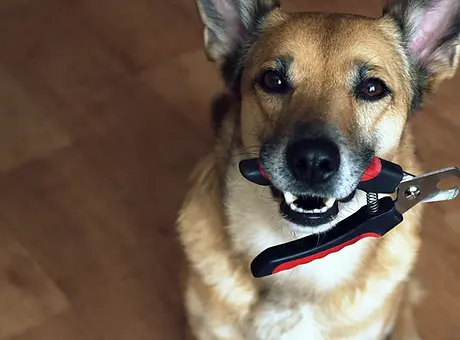 dog-holding-nail-clippers-scaled.jpeg.webp