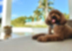 lavie-dogs-teddy-001-horiz.jpg