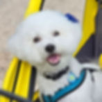 Winston Shichon - Instagram @fluffnfluffsouthbeach