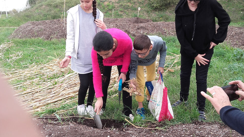 Plantation des bulbes d'iris. Octobre 2018