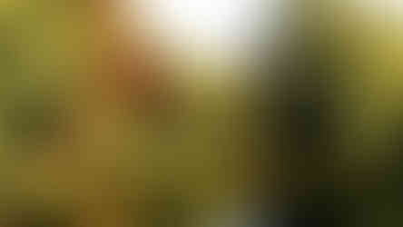 Avon River, Christchurch with a blaze of autumn colour