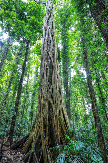 Strangler fig tree, sub-tropical tree Dorrigo National Park, NSW