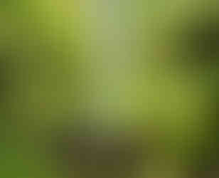 Erskine Falls lower platform, Great Otway National Park, Great Ocean Road, Victoria