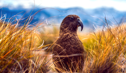 Kea, alpine NZ parrot, a cheeky companion looking out for visitors to check out their belongings, Southern Alps