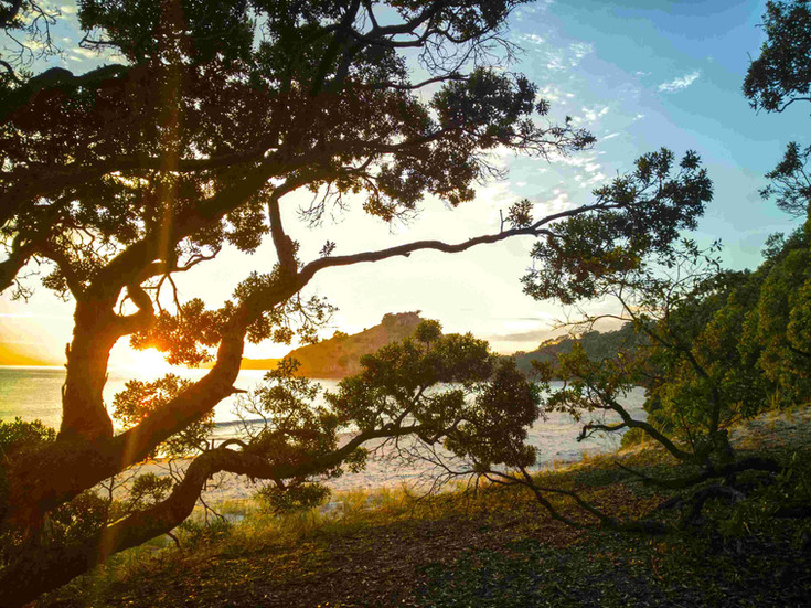 Sunrise through Pohutukawa trees at New Chums beach, Coromandel Peninsula