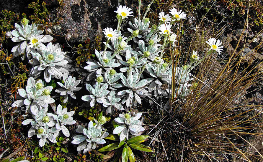 Low lying, small Mountain daisies Celmisia in theTongariro National Park,.jpg