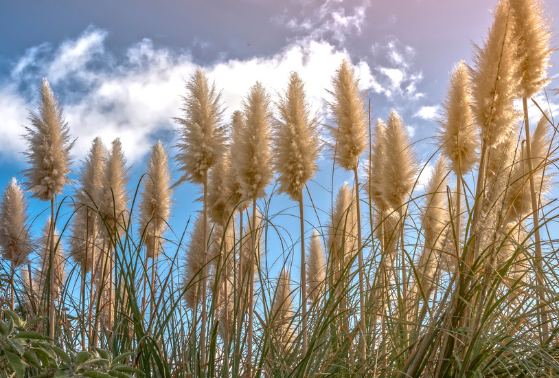 Photogenic NZ native flax is a drawcard for visitors