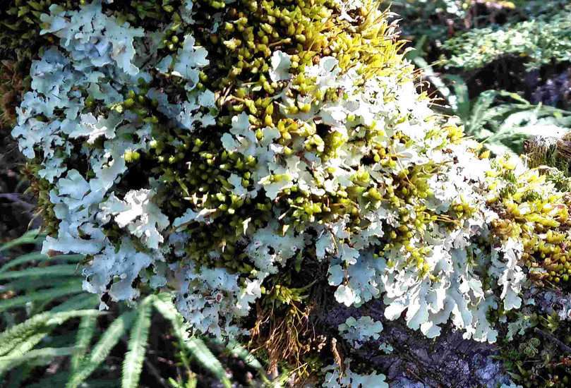 Lichen covered decaying vegetation in the temperate damp rainforest of Tongariro National Park, on t