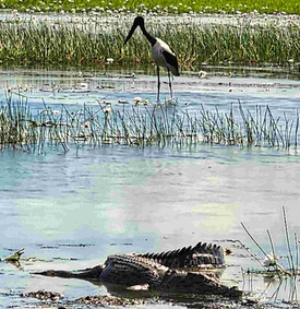 Mary River Wetlands Darwin, Jabiru next to a croc