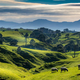 Matamata Savvy Swaps: Beyond Hobbiton & Into the Waikat