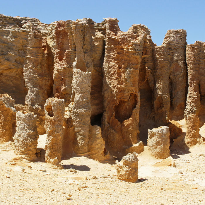 Hollow limestone pipes of the Petrified Forest at Cape Bridgewater
