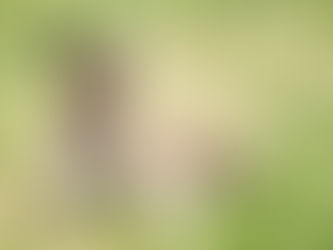 Finding a Kangaroo: Your Ultimate Guide to Australia’s Hopping Icons