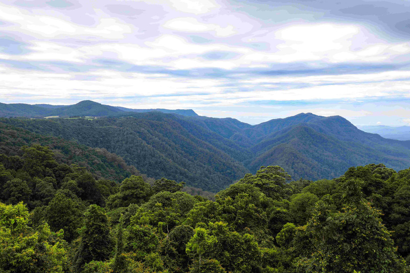 Skywalk lookout over  Gondwana Rainforest at Dorrigo National Park in New South Wales.jpg
